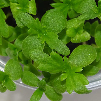 Microgreens de Shungiku (Crisantemo Comestible) en Blíster Cortado | Microvegetales Asiáticos Frescos y Listos para Consumir