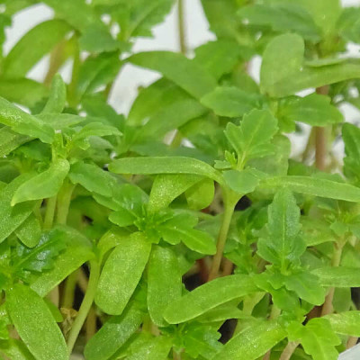 Microgreens de Tagetes Limón en Maceta Viva | Microvegetales con Aroma Cítrico, Frescos y Siempre Listos para Cortar