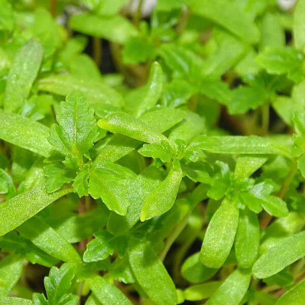 Microgreens de Tagetes Limón en Maceta Viva | Microvegetales con Aroma Cítrico, Frescos y Siempre Listos para Cortar
