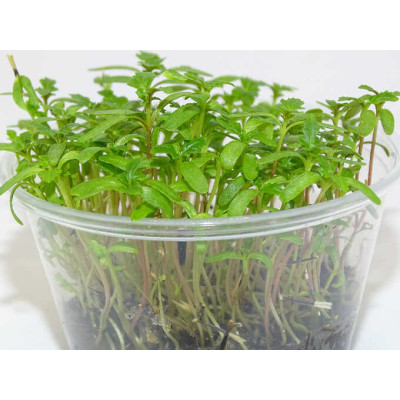 Microgreens de Tagetes Limón en Maceta Viva | Microvegetales con Aroma Cítrico, Frescos y Siempre Listos para Cortar
