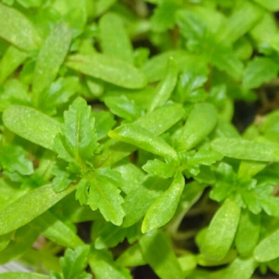Microgreens de Tagetes Limón en Maceta Viva | Microvegetales con Aroma Cítrico, Frescos y Siempre Listos para Cortar