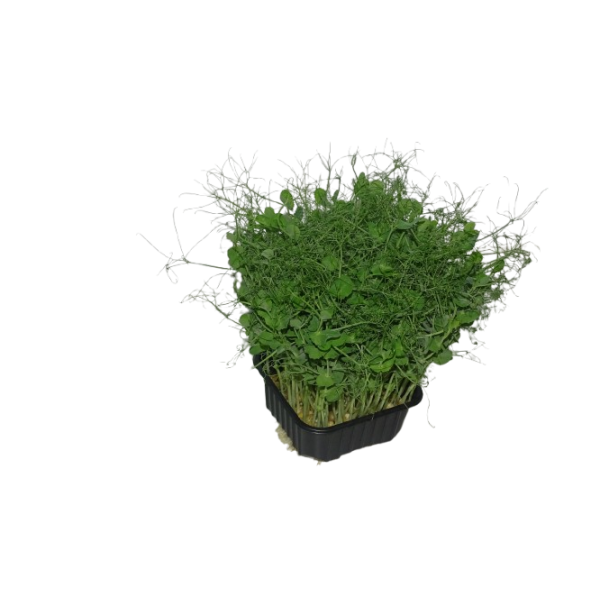 Microplanta Guisante Foxy – Dulce, Crujiente & de Cotiledón Carnoso en Maceta