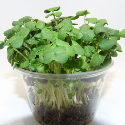 Microgreens Asian Mix (Mix Asiático) en Maceta Viva | Microvegetales Frescos, Aromáticos y de Corte Directo