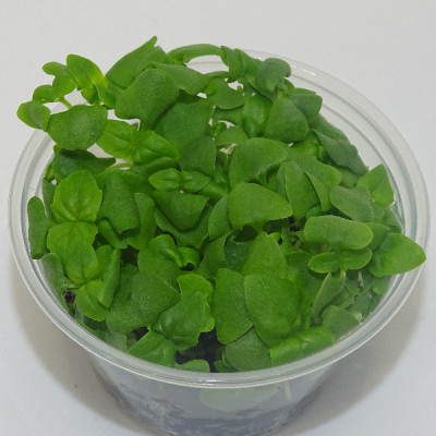 Microgreens de Albahaca Canela en Maceta Viva | Microvegetales Aromáticos con Notas Dulces y Especiadas