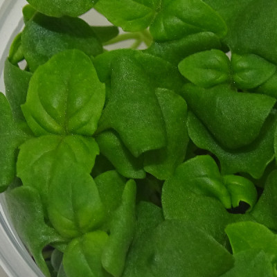 Microgreens de Albahaca Canela en Maceta Viva | Microvegetales Aromáticos con Notas Dulces y Especiadas