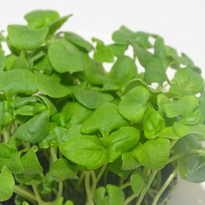 Microgreens de Albahaca Canela en Maceta Viva | Microvegetales Aromáticos con Notas Dulces y Especiadas
