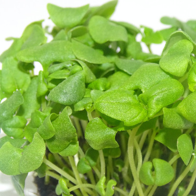 Microgreens de Albahaca Canela en Blíster Cortado | Microvegetales con Notas Dulces y Especiadas, Listos para Consumir