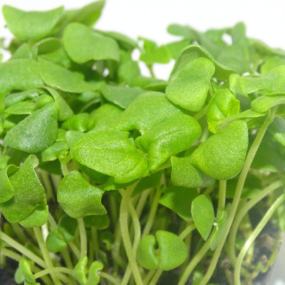 Microgreens de Albahaca Canela en Blíster Cortado | Microvegetales con Notas Dulces y Especiadas, Listos para Consumir
