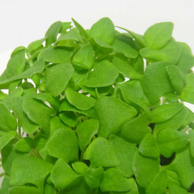 Microgreens de Albahaca Limón en Maceta Viva | Microvegetales con Notas Cítricas, Frescos y Siempre Listos para Cortar