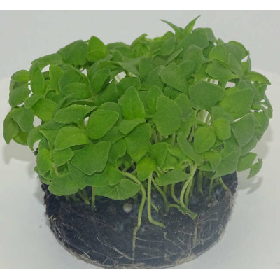 Microgreens de Albahaca Limón en Maceta Viva | Microvegetales con Notas Cítricas, Frescos y Siempre Listos para Cortar