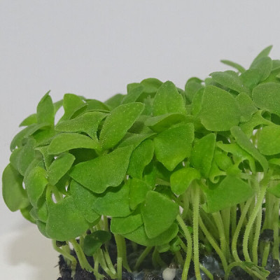 Microgreens de Albahaca Limón en Blíster Cortado | Microvegetales con Notas Cítricas, Aromáticos y Listos para Consumir
