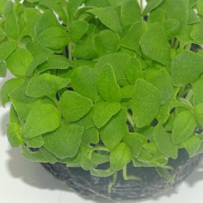Microgreens de Albahaca Limón en Blíster Cortado | Microvegetales con Notas Cítricas, Aromáticos y Listos para Consumir
