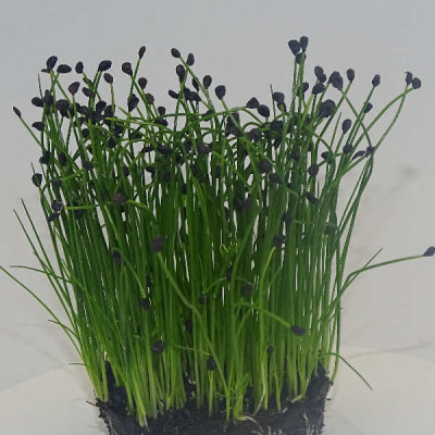 Microgreens de Cebollino Chino (Ajo) en Maceta Viva | Aroma Intenso a Ajo, Sabor Fresco y Corte Directo