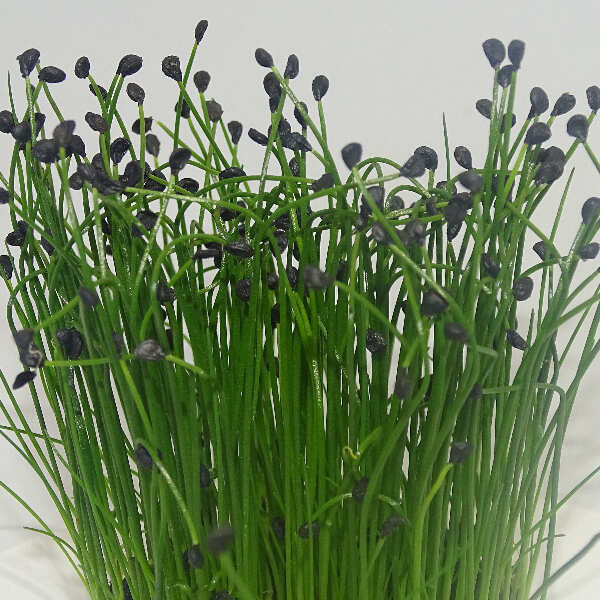 Microgreens de Cebollino Chino (Ajo) en Maceta Viva | Aroma Intenso a Ajo, Sabor Fresco y Corte Directo