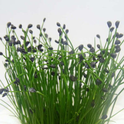 Microgreens de Cebollino Chino (Ajo) en Maceta Viva | Aroma Intenso a Ajo, Sabor Fresco y Corte Directo