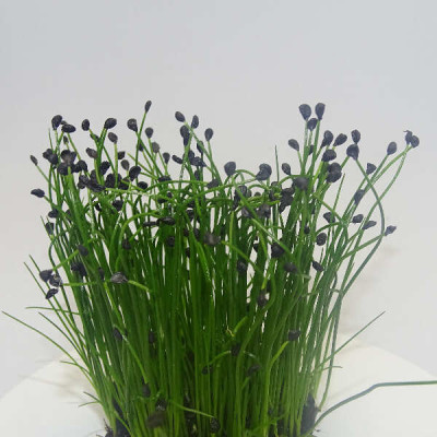 Microgreens de Cebollino Ajo en Blíster Cortado | Sabor a Ajo Suave, Frescos y Listos para Consumir