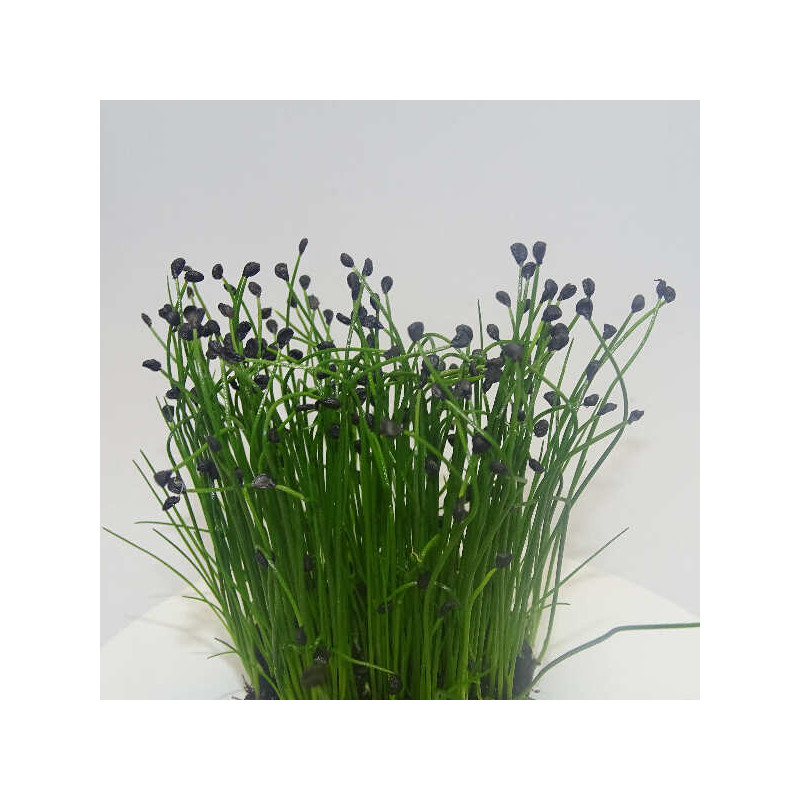 Microgreens de Cebollino Ajo en Blíster Cortado | Sabor a Ajo Suave, Frescos y Listos para Consumir