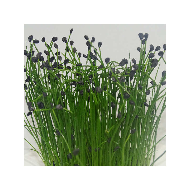 Microgreens de Cebollino Ajo en Blíster Cortado | Sabor a Ajo Suave, Frescos y Listos para Consumir