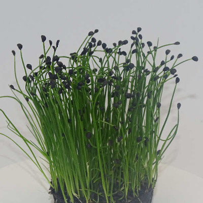 Microgreens de Cebollino Ajo en Blíster Cortado | Sabor a Ajo Suave, Frescos y Listos para Consumir