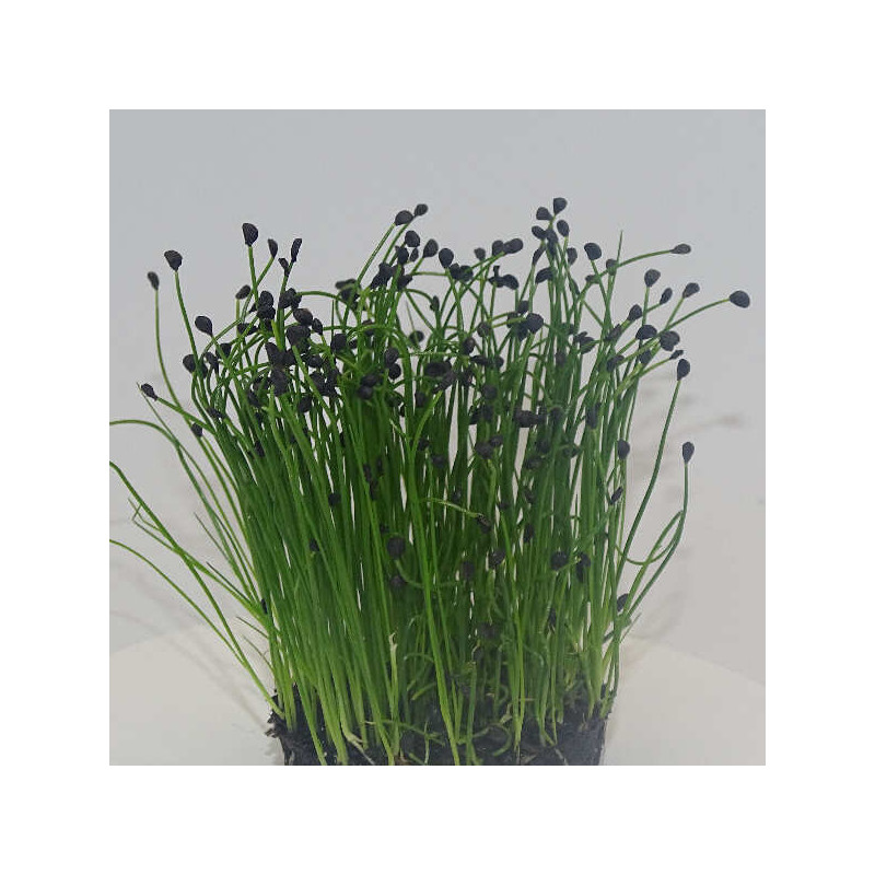 Microgreens de Cebollino Ajo en Blíster Cortado | Sabor a Ajo Suave, Frescos y Listos para Consumir