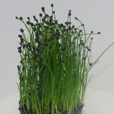 Microgreens de Cebollino Ajo en Blíster Cortado | Sabor a Ajo Suave, Frescos y Listos para Consumir