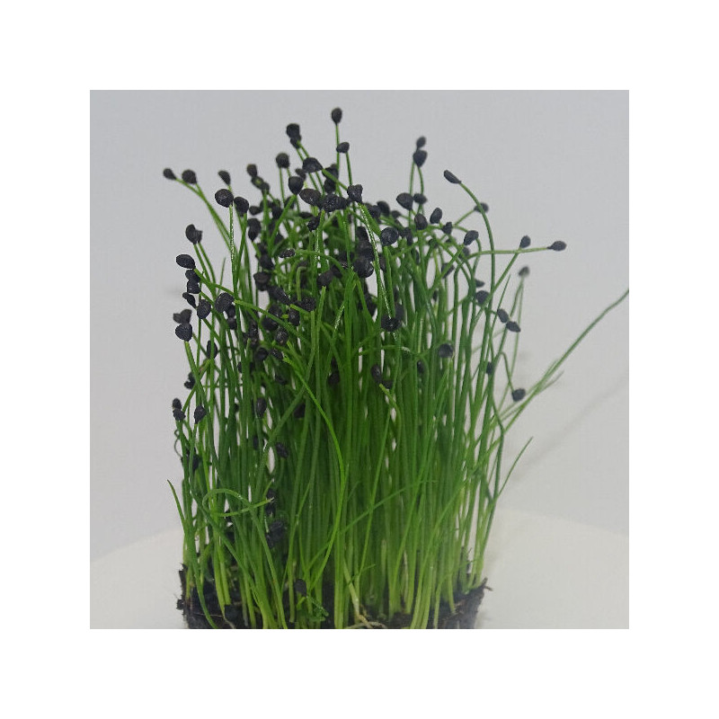 Microgreens de Cebollino Ajo en Blíster Cortado | Sabor a Ajo Suave, Frescos y Listos para Consumir