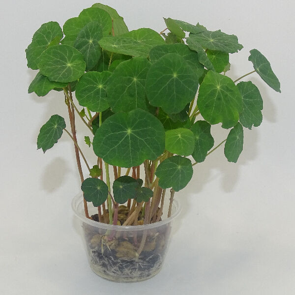 Microgreens de Capuchina Tom Thumb en Maceta Viva | Microvegetales Exóticos, Intensos y de Alta Cocina