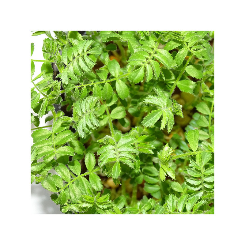 🌱 Microplanta de garbanzo fresca