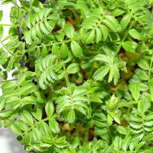 Microplanta de Garbanzo Mikagreens