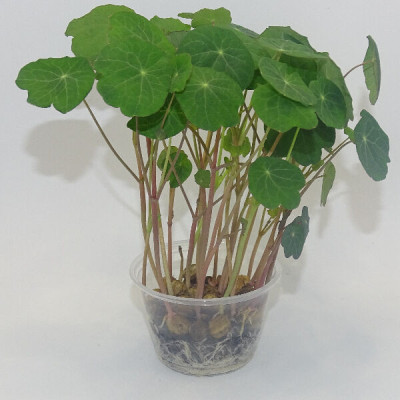 Microgreens de Capuchina Tom Thumb en Maceta Viva | Microvegetales Exóticos, Intensos y de Alta Cocina