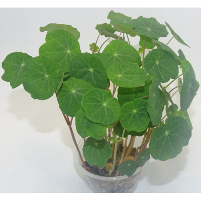 Microgreens de Capuchina Tom Thumb en Maceta Viva | Microvegetales Exóticos, Intensos y de Alta Cocina