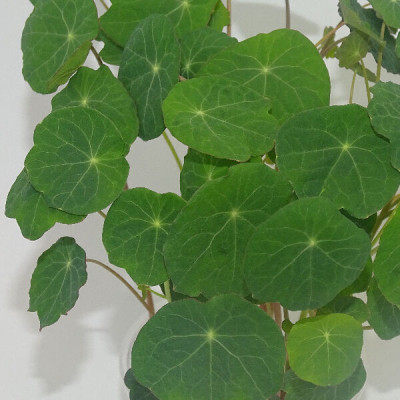 Microgreens de Capuchina Tom Thumb en Blíster Cortado | Explosión de Sabor Picante y Frescura Exótica