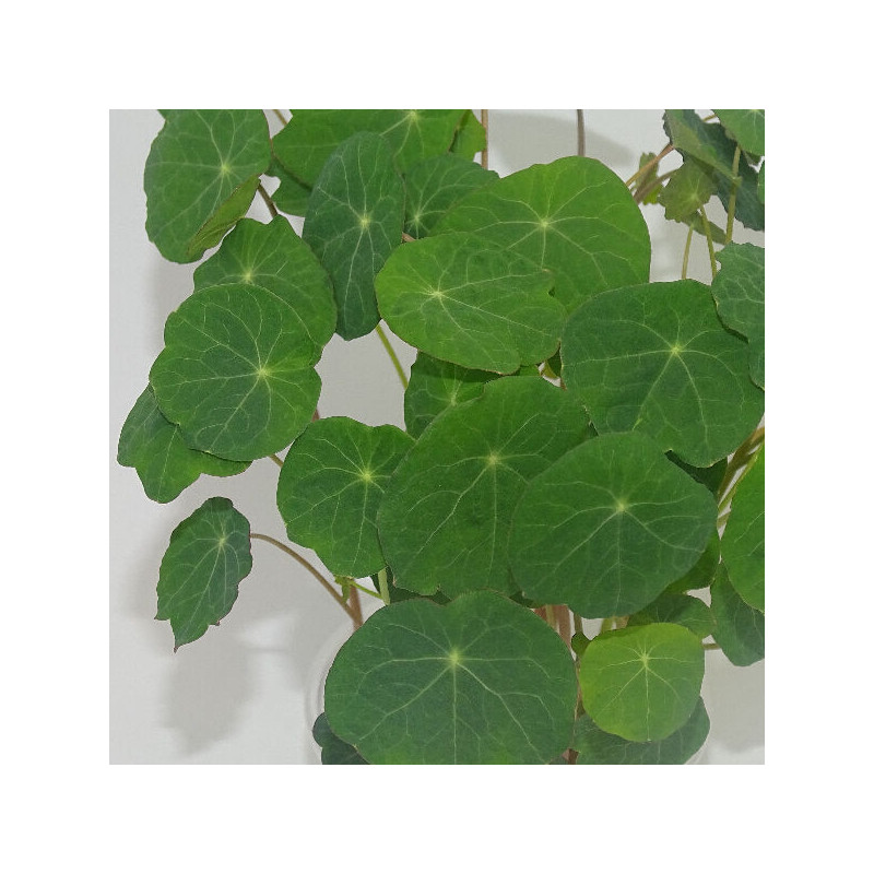 Microgreens de Capuchina Tom Thumb en Blíster Cortado | Explosión de Sabor Picante y Frescura Exótica