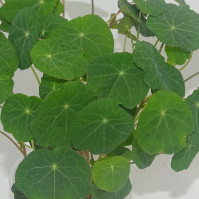 Microgreens de Capuchina Tom Thumb en Blíster Cortado | Explosión de Sabor Picante y Frescura Exótica