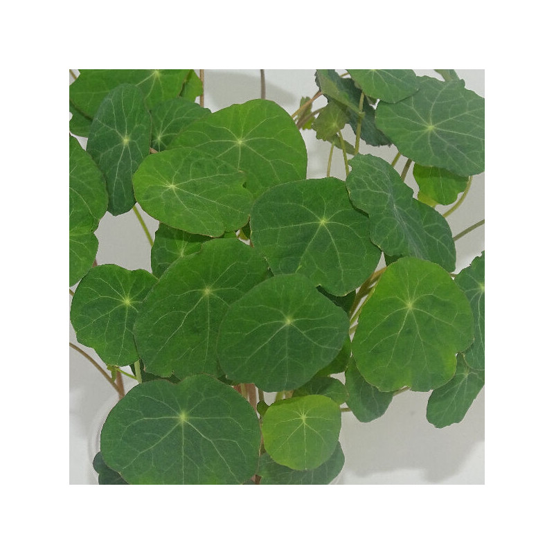 Microgreens de Capuchina Tom Thumb en Blíster Cortado | Explosión de Sabor Picante y Frescura Exótica