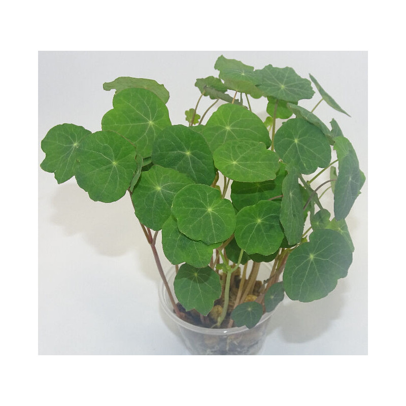 Microgreens de Capuchina Tom Thumb en Blíster Cortado | Explosión de Sabor Picante y Frescura Exótica