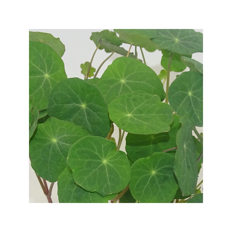 Microgreens de Capuchina Tom Thumb en Blíster Cortado | Explosión de Sabor Picante y Frescura Exótica