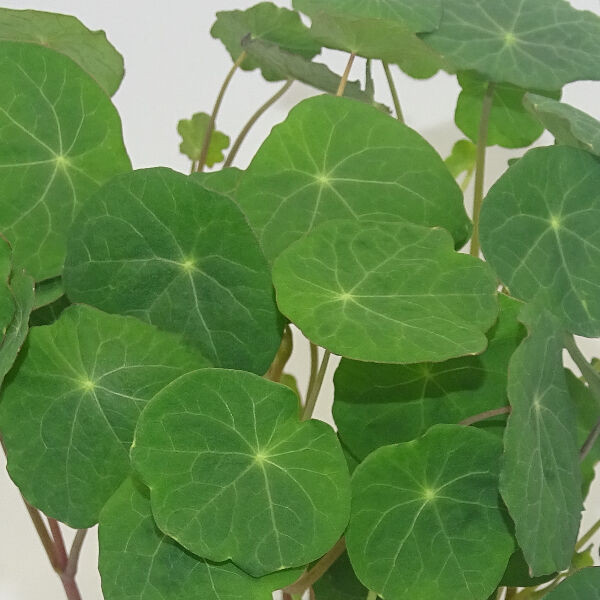 Microgreens de Capuchina Tom Thumb en Blíster Cortado | Explosión de Sabor Picante y Frescura Exótica