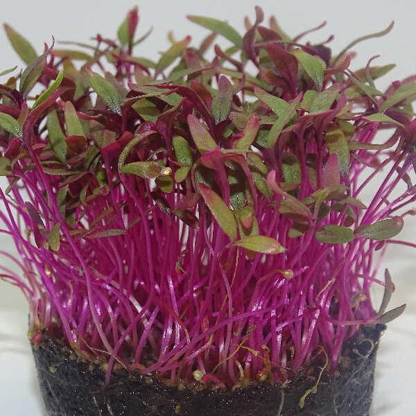 Microgreens de Amaranto Rojo – Sabor Intenso y Fresco en Maceta Viva | Mikagreens