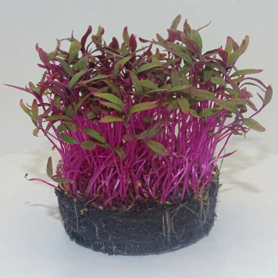 Microgreens de Amaranto Rojo – Sabor Intenso y Fresco en Maceta Viva | Mikagreens
