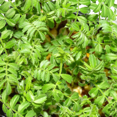 🌱 Microplanta de garbanzo fresca