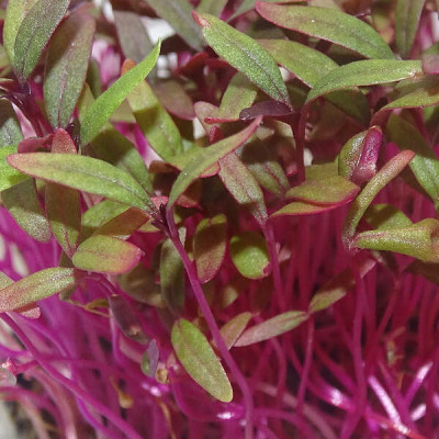 Microgreens de Amaranto Rojo – Sabor Intenso y Fresco en Maceta Viva | Mikagreens