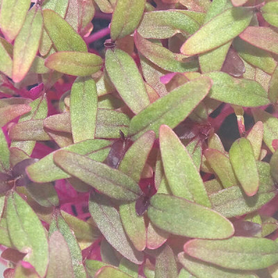 Microgreens de Amaranto Rojo – Sabor Intenso y Fresco en Maceta Viva | Mikagreens