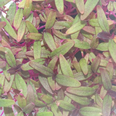 Microgreens de Amaranto Rojo – Blister Cortado Fresco y Listo para Usar | Mikagreens