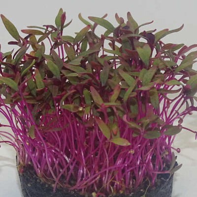 Microgreens de Amaranto Rojo – Blister Cortado Fresco y Listo para Usar | Mikagreens