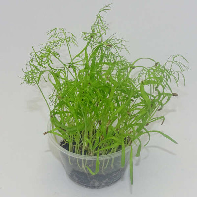 Microgreens de Hinojo en Maceta Viva | Microvegetales Aromáticos, Frescos y de Corte Directo