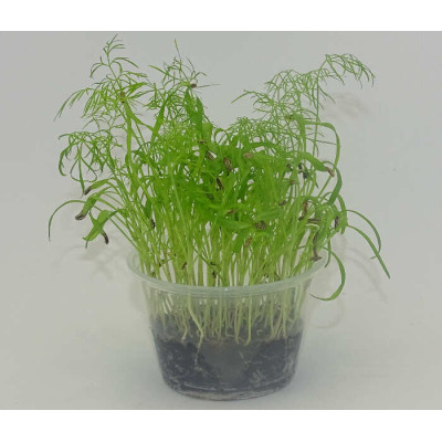 Microgreens de Hinojo en Maceta Viva | Microvegetales Aromáticos, Frescos y de Corte Directo