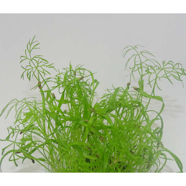 Microgreens de Hinojo en Maceta Viva | Microvegetales Aromáticos, Frescos y de Corte Directo