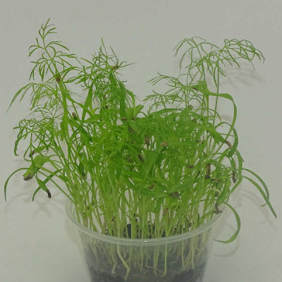 Microgreens de Hinojo en Blíster Cortado | Microvegetales Aromáticos, Frescos y Listos para Consumir