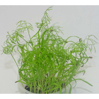 Microgreens de Hinojo en Blíster Cortado | Microvegetales Aromáticos, Frescos y Listos para Consumir
